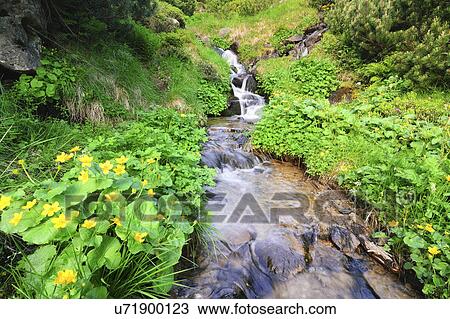 Ukraine, Ivano-Frankivsk region, Verkhovyna district, Carpathians, Dzembronskie waterfalls View Large Photo Image Stock Image - Ukraine, Ivano-Frankivsk region, Verkhovyna district, Carpathians, Dzembronskie waterfalls. Fotosearch