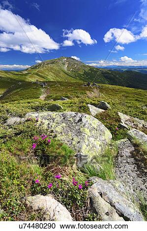 Ukraine, Ivano-Frankivsk region, Verkhovyna district, Carpathians, Chernohora, Mountain landscape on sunny day View Large Photo Image Stock Image - Ukraine, Ivano-Frankivsk region, Verkhovyna district, Carpathians, Chernohora, Mountain landscape on sunny day. Fotosearch