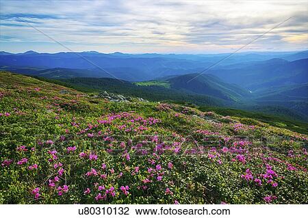 Ukraine, Ivano-Frankivsk region, Verkhovyna district, Carpathians, Chernohora, Pink flowers in mountain landscape View Large Photo Image Stock Image - Ukraine, Ivano-Frankivsk region, Verkhovyna district, Carpathians, Chernohora, Pink flowers in mountain landscape. Fotosearch