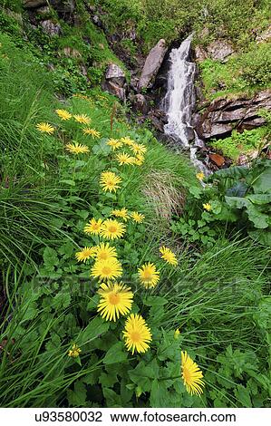 Stock Image - Ukraine, Ivano-Frankivsk region, Verkhovyna district, Carpathians, Dzembronskie waterfalls. Fotosearch