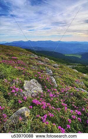 Stock Photo - Ukraine, Ivano-Frankivsk region, Verkhovyna district, Carpathians, Chernohora, Mountain landscape on sunny day. Fotosearch