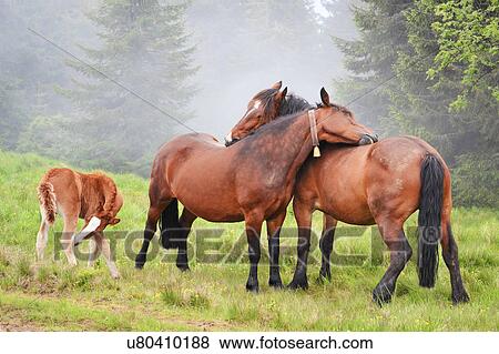 Ukraine, Ivano-Frankivsk region, Verkhovyna district, Carpathians, Chernohora, Horses in mountain pasture View Large Photo Image Stock Photo - Ukraine, Ivano-Frankivsk region, Verkhovyna district, Carpathians, Chernohora, Horses in mountain pasture. Fotosearch