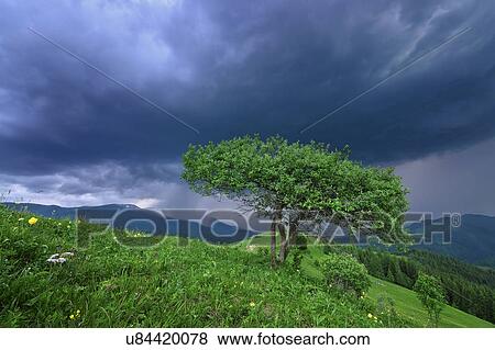 Ukraine, Ivano-Frankivsk region, Verkhovyna district, Carpathians, Dzembronya village, Green tree under storm clouds View Large Photo Image Stock Photo - Ukraine, Ivano-Frankivsk region, Verkhovyna district, Carpathians, Dzembronya village, Green tree under storm clouds. Fotosearch