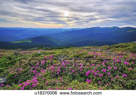Stock Photograph - Ukraine, Ivano-Frankivsk region, Verkhovyna district, Carpathians, Chernohora, Pink flowers in mountain landscape. Fotosearch