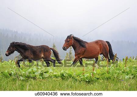 Stock Photograph - Ukraine, Ivano-Frankivsk region, Verkhovyna district, Carpathians, Chernohora, Horses in mountain pasture. Fotosearch