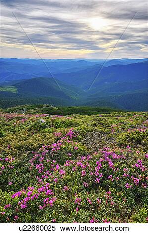Stock Photography - Ukraine, Ivano-Frankivsk region, Verkhovyna district, Carpathians, Chernohora, Pink flowers in mountain landscape. Fotosearch