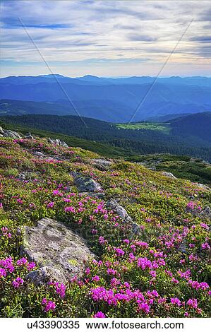 Stock Photography - Ukraine, Ivano-Frankivsk region, Verkhovyna district, Carpathians, Chernohora, Mountain landscape on sunny day. Fotosearch
