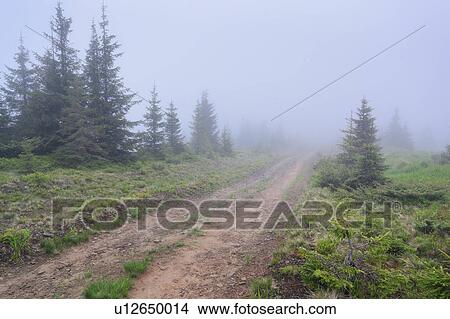 Picture - Ukraine, Zakarpattia, Rakhiv district, Carpathians, Maramures, Hiking trail in wilderness. Fotosearch