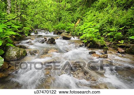 Stock Image - Ukraine, Zakarpattia, Rakhiv district, Carpathians, Stream in forest. Fotosearch