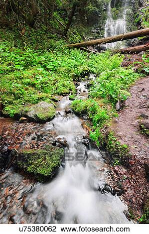 Stock Image - Ukraine, Zakarpattia, Rakhiv district, Carpathians, Stream with waterfall in forest. Fotosearch