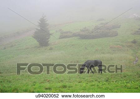 Ukraine, Zakarpattia, Rakhiv district, Carpathians, Black horse grazing in grass at dawn View Large Photo Image Stock Image - Ukraine, Zakarpattia, Rakhiv district, Carpathians, Black horse grazing in grass at dawn. Fotosearch