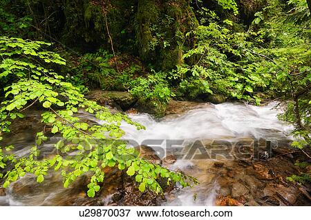 Ukraine, Zakarpattia, Rakhiv district, Carpathians, Stream in forest View Large Photo Image Stock Photo - Ukraine, Zakarpattia, Rakhiv district, Carpathians, Stream in forest. Fotosearch