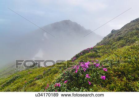 Stock Photo - Ukraine, Zakarpattia, Rakhiv district, Carpathians, Maramures, Pink flowers on hill. Fotosearch