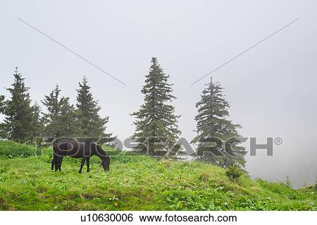 Stock Photograph - Ukraine, Zakarpattia, Rakhiv district, Carpathians, Maramures, Horse in mountain pasture. Fotosearch