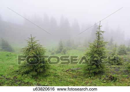 Stock Photograph - Ukraine, Zakarpattia, Rakhiv district, Carpathians, Maramures, Fog covering evergreen trees. Fotosearch