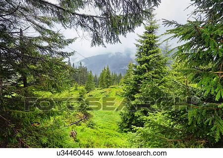 Stock Photography - Ukraine, Zakarpattia, Rakhiv district, Carpathians, Maramures, Lush foliage in mountain region. Fotosearch