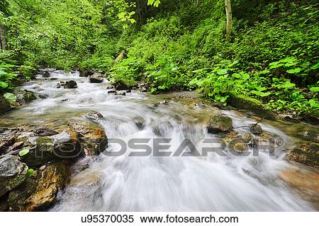 Stock Photography - Ukraine, Zakarpattia, Rakhiv district, Carpathians, Stream in forest. Fotosearch