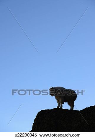 Stock Photography - USA, Colorado, Goat standing on Mount Evans against clear blue sky. Fotosearch