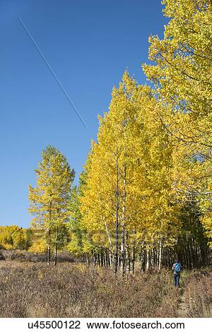 Stock Image - USA, Colorado, Hiker at Kenosha Pass. Fotosearch