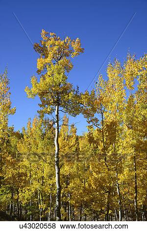USA, Colorado, Kenosha Pass, Autumn aspen trees against blue sky View Large Photo Image Stock Photo - USA, Colorado, Kenosha Pass, Autumn aspen trees against blue sky. Fotosearch