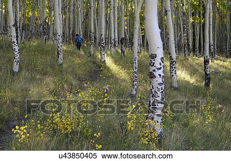 USA, Colorado, Kenosha Pass, Hiker walking in forest View Large Photo Image Stock Photography - USA, Colorado, Kenosha Pass, Hiker walking in forest. Fotosearch