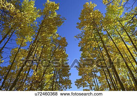 Stock Photo - USA, Colorado, Kenosha Pass, Low angle view of autumn aspen trees against blue sky. Fotosearch