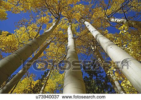 Stock Photo - USA, Colorado, Kenosha Pass, Low angle view of autumn aspen trees against sky. Fotosearch