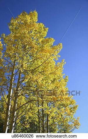 Stock Photograph - USA, Colorado, Kenosha Pass, Low angle view of autumn aspen trees against blue sky. Fotosearch