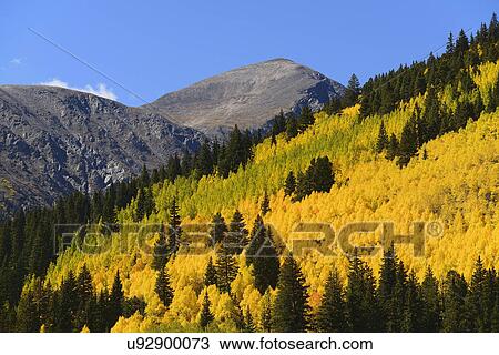 Stock Image - USA, Colorado, Scenic view of forest in Kenosha Pass. Fotosearch