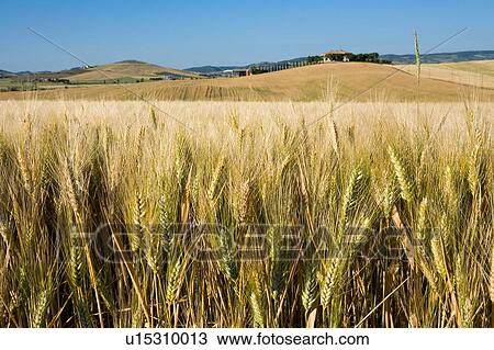 Wheat field, Val d'Orcia, Siena, Tuscany, Italy View Large Photo Image Stock Image - Wheat field, Val d'Orcia, Siena, Tuscany, Italy. Fotosearch