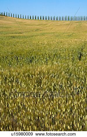 Stock Photo - Wheat field, Val d'Orcia, Siena, Tuscany, Italy. Fotosearch