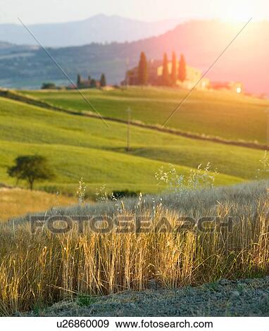 Wheat field, Val d'Orcia, Siena, Tuscany, Italy View Large Photo Image Stock Photo - Wheat field, Val d'Orcia, Siena, Tuscany, Italy. Fotosearch