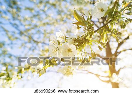 Stock Photograph - White blossom on tree. Fotosearch