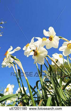 White daffodils against a blue sky View Large Photo Image Stock Image - White daffodils against a blue sky. Fotosearch