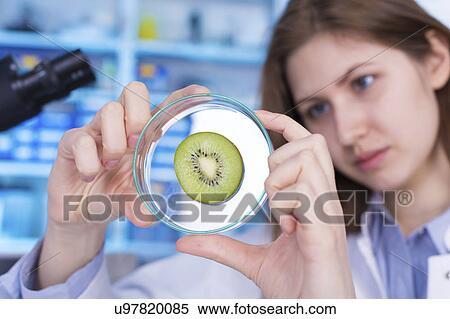 Woman looking at kiwi fruit in petri dish View Large Photo Image Stock Photography - Woman looking at kiwi fruit in petri dish. Fotosearch
