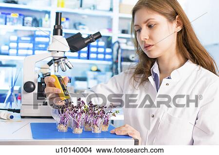 Woman working in microbiological laboratory View Large Photo Image Picture - Woman working in microbiological laboratory. Fotosearch