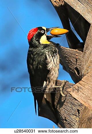 Stock Image - Woodpecker. Fotosearch
