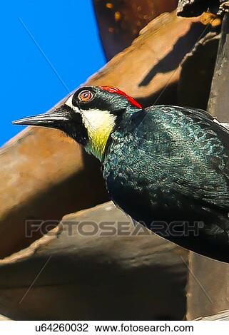 Woodpecker View Large Photo Image Stock Image - Woodpecker. Fotosearch