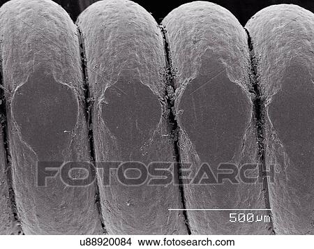 Picture - Worn portion of guitar string. Fotosearch