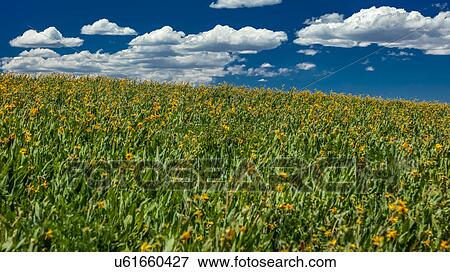 Stock Photo - Yellow Mules ear field and San Juan Mountains, Hastings Mesa, near Last Dollar Ranch, Ridgway, Colorado. Fotosearch
