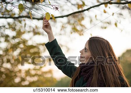 Young woman in rural setting, touching autumn leaf on tree View Large Photo Image Picture - Young woman in rural setting, touching autumn leaf on tree. Fotosearch