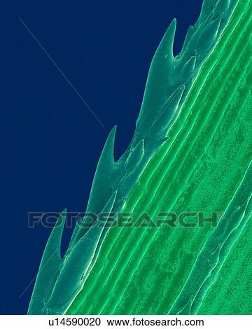 Stock Image - A blade of grass with a serrated edge (Paspalum sp), coloured scanning electron micrograph (SEM). Plants evolve specialized physical and chemical characteristics in natural defence against stresses in their environments. The sharp saw-toothed edge of.... Fotosearch