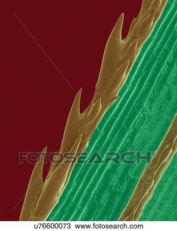 Stock Image - A blade of grass with a serrated edge (Paspalum sp), coloured scanning electron micrograph (SEM). Plants evolve specialized physical and chemical characteristics in natural defence against stresses in their environments. The sharp saw-toothed edge of.... Fotosearch