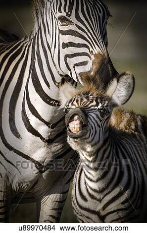 Adult and baby zebra, Ngorogoro, Tanzania. View Large Photo Image Picture - Adult and baby zebra, Ngorogoro, Tanzania.. Fotosearch