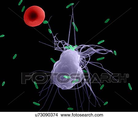 Picture - Alveolar macrophage phagocytosis of E. coli, coloured scanning electron micrograph (SEM). A red blood cell is in the periphery (mammal lung pleural cavity). Note the macrophage has short filopodia that extend from the cell and aid in finding bacteria.... Fotosearch