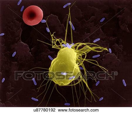 Stock Image - Alveolar macrophage phagocytosis of E. coli, coloured scanning electron micrograph (SEM). A red blood cell is in the periphery (mammal lung pleural cavity). Note the macrophage has short filopodia that extend from the cell and aid in finding bacteria.... Fotosearch