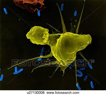 Stock Photo - Alveolar macrophage phagocytosis of E. coli (mammal lung pleural cavity), coloured scanning electron micrograph (SEM). Note the macrophage has short filopodia that extend from the cell and aid in finding bacteria for phagocytosis. A tissue macrophage.... Fotosearch