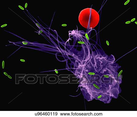 Alveolar macrophage phagocytosis of E. coli, coloured scanning electron micrograph (SEM). A red blood cell is near the macrophage filopodia (mammal lung pleural cavity). Note the macrophage has short filopodia that extend from the cell and aid in... View Large Photo Image Stock Photo - Alveolar macrophage phagocytosis of E. coli, coloured scanning electron micrograph (SEM). A red blood cell is near the macrophage filopodia (mammal lung pleural cavity). Note the macrophage has short filopodia that extend from the cell and aid in.... Fotosearch