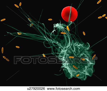 Stock Photograph - Alveolar macrophage phagocytosis of E. coli, coloured scanning electron micrograph (SEM). A red blood cell is near the macrophage filopodia (mammal lung pleural cavity). Note the macrophage has short filopodia that extend from the cell and aid in.... Fotosearch