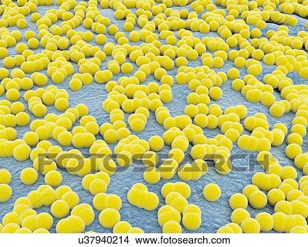 Picture - Bacterium, illustration.. Fotosearch